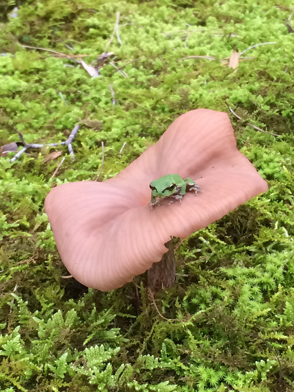 きのこにカエル